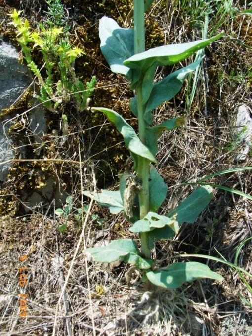 Turritis (=Arabis) glabra / Arabetta glabrescente